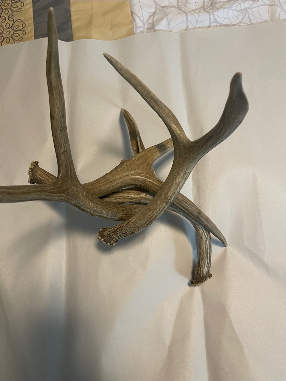 Natural Deer Antler Table Accent - Brown/Tan